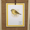 http://pjs-projects.blogspot.com/2017/05/challenge-330-shimmer-birdie.html