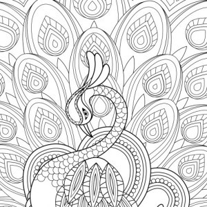 Coloring Pages for Kids and Adults